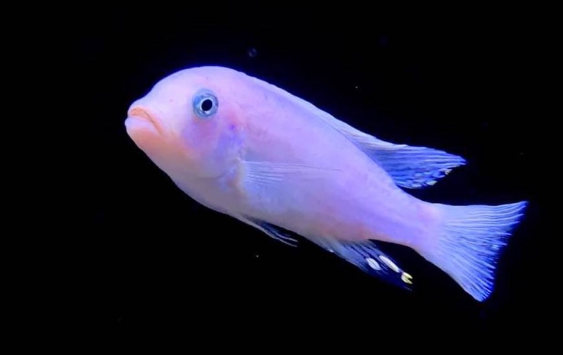 Maylandia callainos 'Mkondiwa Reef'